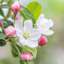 Gartenwissen: Selbstbestäuber Gartenwissen: Selbstbestäuber