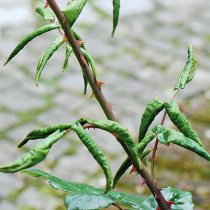Pflanzenschutz: Rosenblattrollwespe Pflanzenschutz: Rosenblattrollwespe