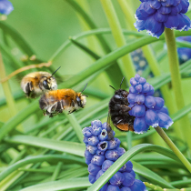 Neue Runde für „Deutschland summt“ Neue Runde für „Deutschland summt“