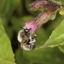 Jetzt zu sehen: Frühlings-Pelzbiene Jetzt zu sehen: Frühlings-Pelzbiene