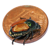 Japankäfer melden Japankäfer melden