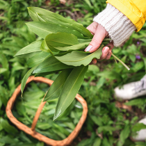 Gartenschatz: Bärlauch Gartenschatz: Bärlauch