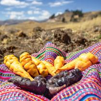 Knollen aus den Anden Knollen aus den Anden