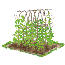 Hoch hinaus – Rankhilfen für Bohnen Hoch hinaus – Rankhilfen für Bohnen