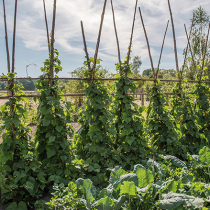 Stangenbohnen anbauen Stangenbohnen anbauen