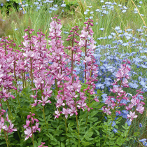 Kerzenstauden – Ausrufezeichen für den Garte Kerzenstauden – Ausrufezeichen für den Garte