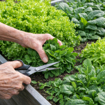 Blattgemüse (fast) das ganze Jahr Blattgemüse (fast) das ganze Jahr
