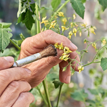 Gartenwissen: Kultivieren oder züchten? Gartenwissen: Kultivieren oder züchten?