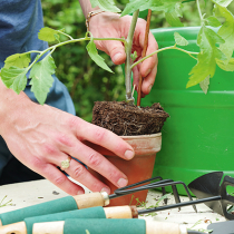 Gartentipp: Startschuss für alle Gartentipp: Startschuss für alle