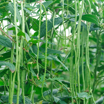 Gartenschatz: Spargelbohne Gartenschatz: Spargelbohne