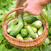 Gurken – grün, frisch, knackig Gurken – grün, frisch, knackig