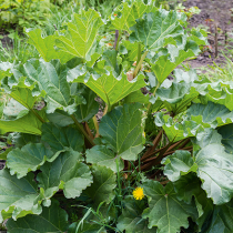 Gartentipp: Rund um Johanni Gartentipp: Rund um Johanni