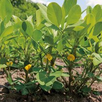 Gartenschatz: Erdnuss Gartenschatz: Erdnuss