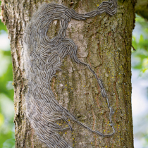 Gefahr am Baum Gefahr am Baum