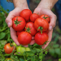 Gartentipp: Sommerarbeiten Gartentipp: Sommerarbeiten