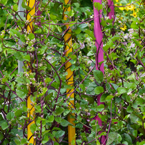Gartenschatz: Malabar-Spinat Gartenschatz: Malabar-Spinat