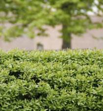 Die passende Hecke finden: Was vor dem Pflanzen wichtig ist Die passende Hecke finden: Was vor dem Pflanzen wichtig ist