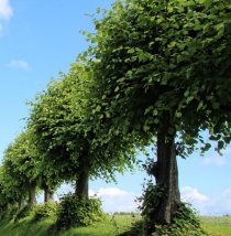 So finden Sie den Baum, der wirklich zu Ihrem Garten passt So finden Sie den Baum, der wirklich zu Ihrem Garten passt