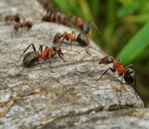 Schädlinge im Garten und Haushalt natürlich bekämpfen Schädlinge im Garten und Haushalt natürlich bekämpfen