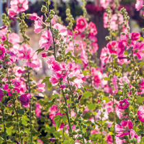 Jetzt zweijährige Blumen säen Jetzt zweijährige Blumen säen
