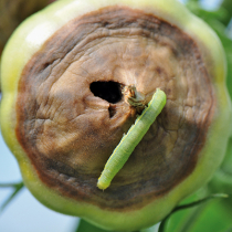 Pflanzenschutztipp: Gemüseeule an Tomaten Pflanzenschutztipp: Gemüseeule an Tomaten