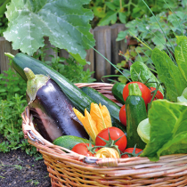 Gartentipp: Ernten und schneiden Gartentipp: Ernten und schneiden