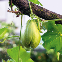 Gartenschatz: Chayote Gartenschatz: Chayote