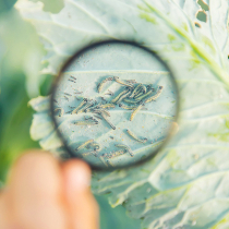 Krankheiten und Schädlinge an Kohl Krankheiten und Schädlinge an Kohl