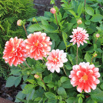 Blumen aus Knollen und Zwiebeln Blumen aus Knollen und Zwiebeln