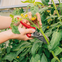 Kraft für die letzten Tomaten Kraft für die letzten Tomaten
