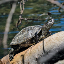 Schildkröten in Deutschland Schildkröten in Deutschland