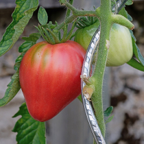 Gartenwissen: Nachreife Gartenwissen: Nachreife