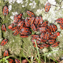 Pflanzenschutztipp: Feuerwanzen im Garten Pflanzenschutztipp: Feuerwanzen im Garten