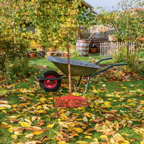 Gartentipp: Herbstarbeiten Gartentipp: Herbstarbeiten