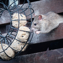Ratten im Garten Ratten im Garten
