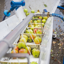 Saft aus eigenem Obst Saft aus eigenem Obst