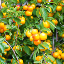 Mirabellen – süßes Aroma für Spätsommer und Herbst Mirabellen – süßes Aroma für Spätsommer und Herbst