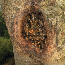 Wilde Honigbienen Wilde Honigbienen