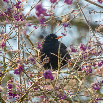 Jetzt zu sehen: Amsel Jetzt zu sehen: Amsel